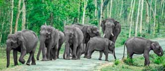 panna wildlife safari