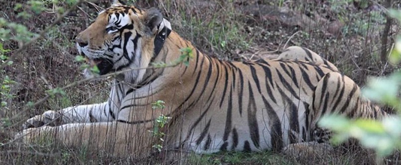 panna wildlife tour