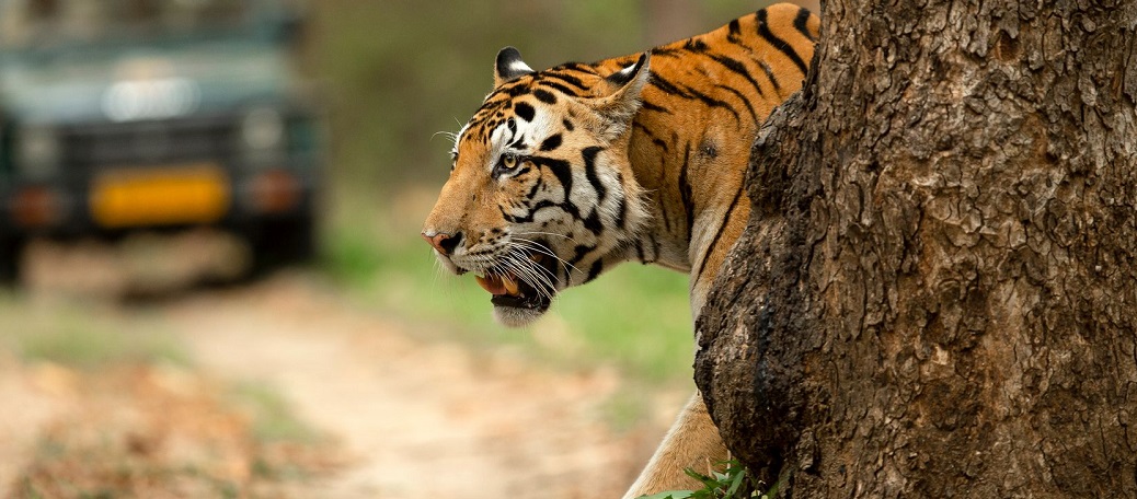 panna tigers