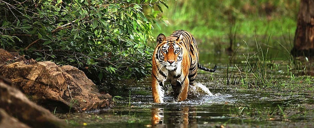 Top 5 Tiger Safari Destinations in Madhya Pradesh to Visit in March