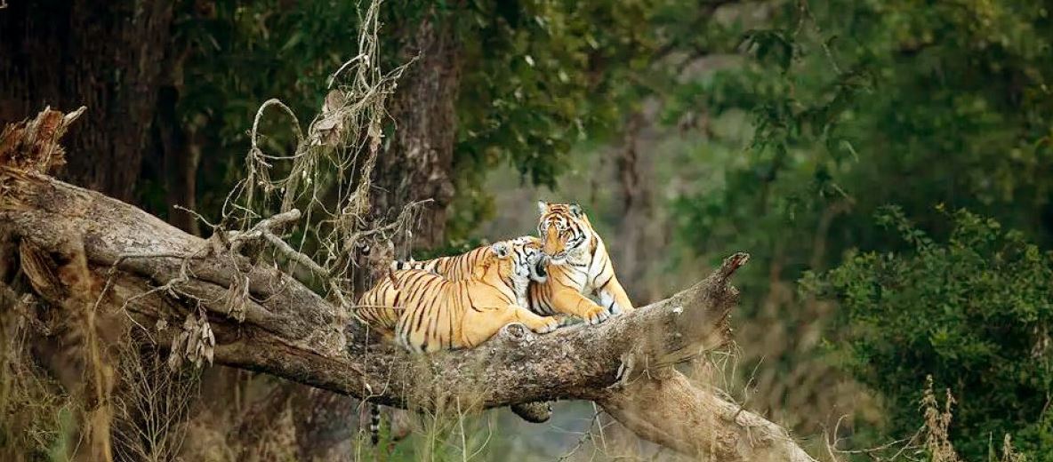 Complete Travel Guide for Panna Wildlife Safari 2026