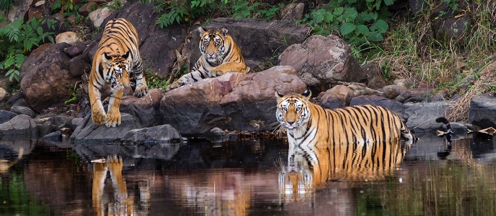 Plan a Quick Escape to Panna National Park from Jabalpur