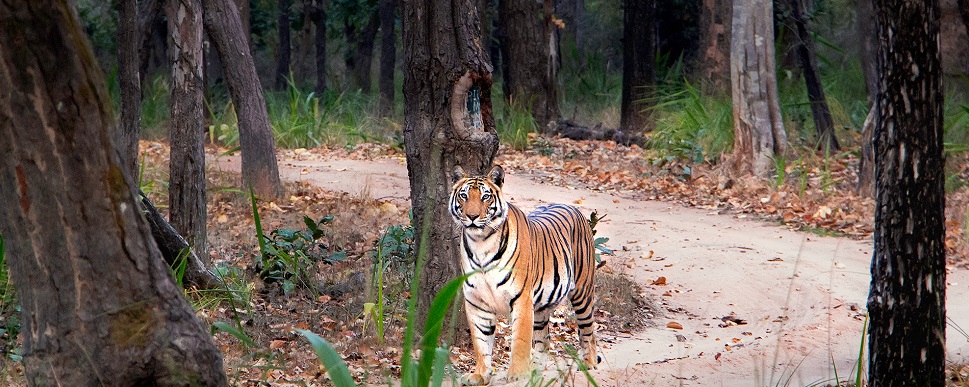 Embarking on an Unforgettable Safari Adventure at Panna Tiger Reserve