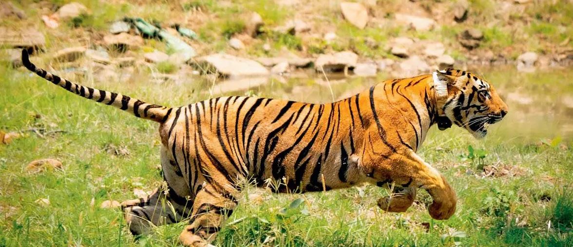 The Successful History of Tiger Relocation in Panna National Park