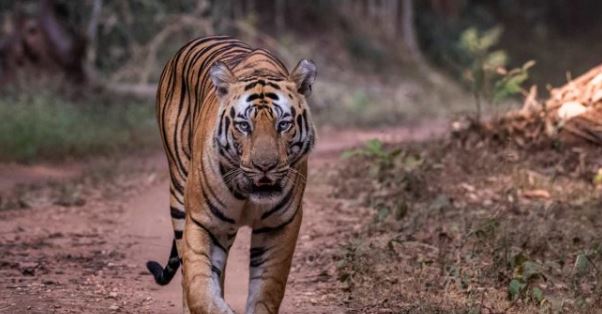 Tiger Pursuit in Panna’s Night Safari - A Game of Thrill and Patience