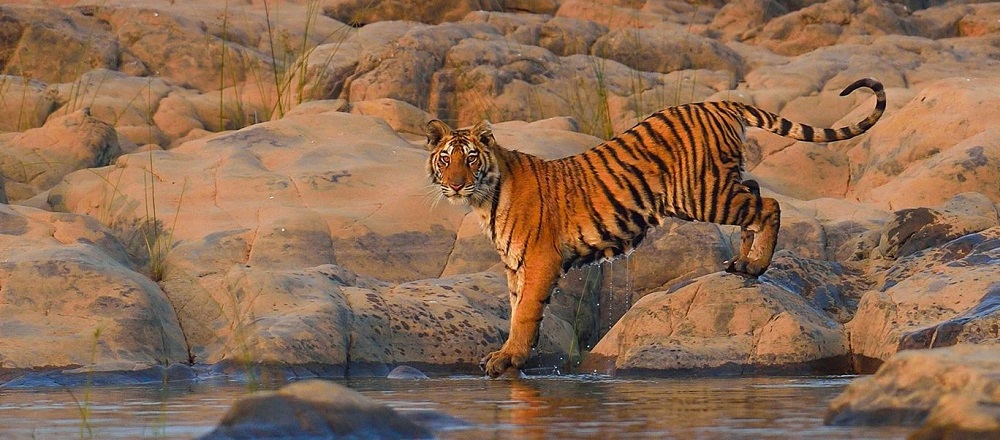 Plan a Perfect Wildlife Getaway to Panna from Bhopal