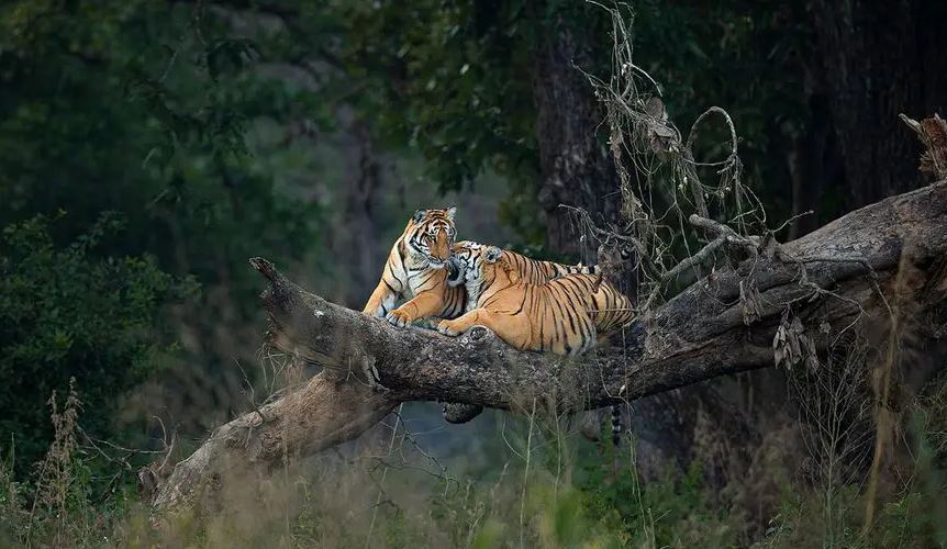 Panna Holiday Tour with 2 Jeep Safaris