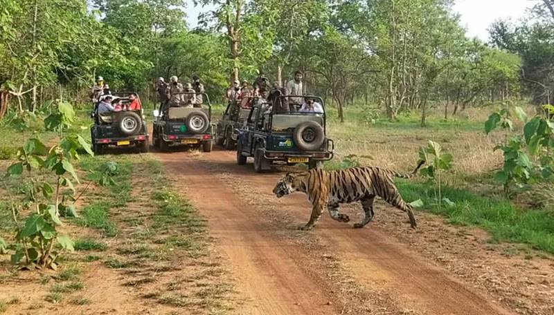 Panna National Park Fun Tour